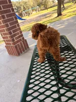 Chloe, a female Poodle - Miniature  for sale in Houston, TX – Photo 2 of 3