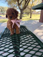 Chloe, a female Poodle - Miniature  for sale in Houston, TX – Photo 3 of 3