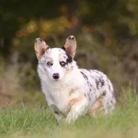 Litters coming!!!, a male Pembroke Welsh Corgi for sale in Ocala, FL – Photo 5 of 6