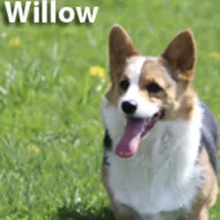 Litters coming!!!, a male Pembroke Welsh Corgi for sale in Ocala, FL – Photo 6 of 6