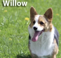 Litters coming!!!, a male Pembroke Welsh Corgi for sale in Ocala, FL – Photo 6 of 6