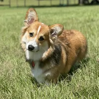 Litters coming!!!, a male Pembroke Welsh Corgi for sale in Ocala, FL – Photo 3 of 6