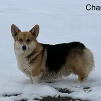 Litters coming!!!, a male Pembroke Welsh Corgi for sale in Ocala, FL – Photo 2 of 6