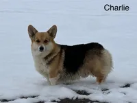 Litters coming!!!, a male Pembroke Welsh Corgi for sale in Ocala, FL – Photo 2 of 6