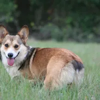 Litters coming!!!, a male Pembroke Welsh Corgi for sale in Ocala, FL – Photo 4 of 6