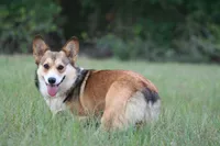 Litters coming!!!, a male Pembroke Welsh Corgi for sale in Ocala, FL – Photo 4 of 6