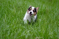 Titus, a male Pembroke Welsh Corgi for sale in Ocala, FL – Photo 2 of 9