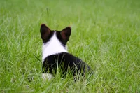 Titus, a male Pembroke Welsh Corgi for sale in Ocala, FL – Photo 3 of 9