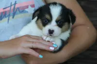 Titus, a male Pembroke Welsh Corgi for sale in Ocala, FL – Photo 5 of 9