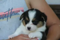 Titus, a male Pembroke Welsh Corgi for sale in Ocala, FL – Photo 4 of 9