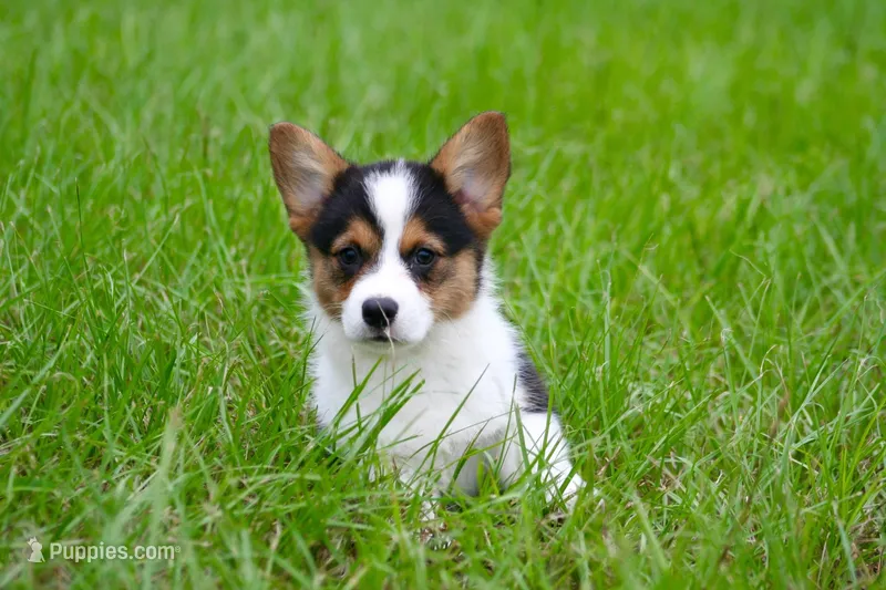 Titus, a male Pembroke Welsh Corgi for sale in Ocala, FL – Photo 1 of 9