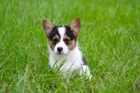 Titus, a male Pembroke Welsh Corgi for sale in Ocala, FL – Photo 1 of 9