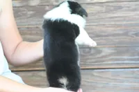 Titus, a male Pembroke Welsh Corgi for sale in Ocala, FL – Photo 7 of 9