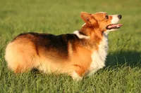 Titus, a male Pembroke Welsh Corgi for sale in Ocala, FL – Photo 9 of 9