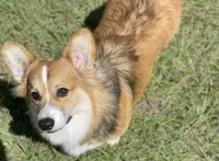 Skylar- full fluffy, a female Pembroke Welsh Corgi for sale in Ocala, FL – Photo 7 of 8