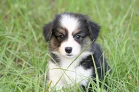 Skylar- full fluffy, a female Pembroke Welsh Corgi for sale in Ocala, FL – Photo 3 of 8