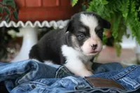 Skylar- full fluffy, a female Pembroke Welsh Corgi for sale in Ocala, FL – Photo 5 of 8