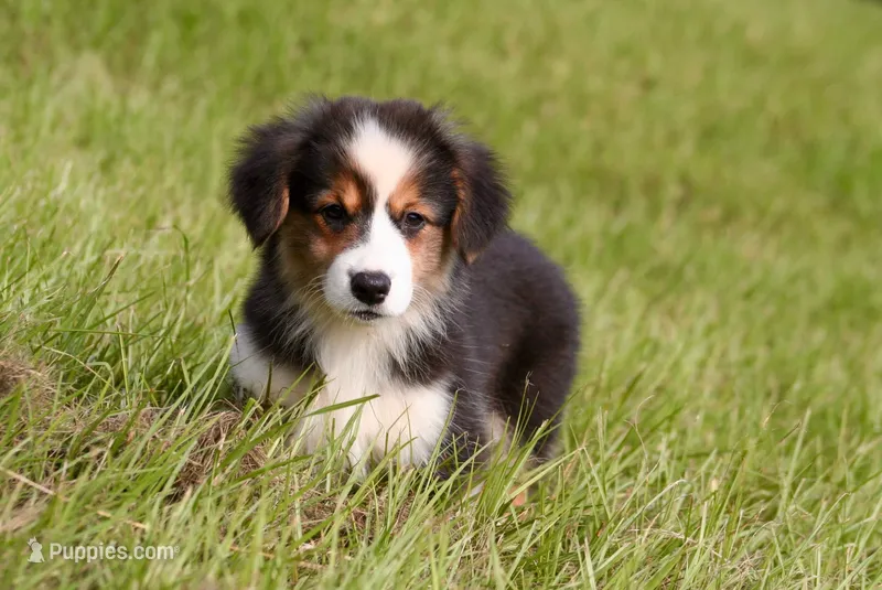 Skylar- full fluffy, a female Pembroke Welsh Corgi for sale in Ocala, FL – Photo 1 of 8