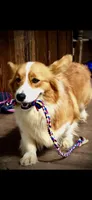 Skylar- full fluffy, a female Pembroke Welsh Corgi for sale in Ocala, FL – Photo 8 of 8