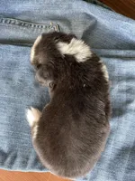 Skylar- full fluffy, a female Pembroke Welsh Corgi for sale in Ocala, FL – Photo 6 of 8