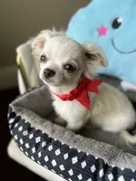 Bruno, a male Chihuahua for sale in Riverside, CA – 4 of 7