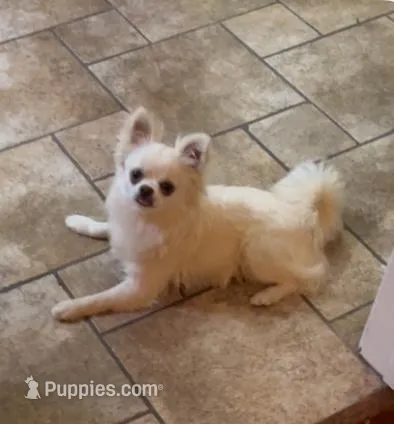 Charlie – Chihuahua puppy for sale in Riverside, CA