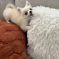 Charlie, a male Chihuahua for sale in Riverside, CA – Photo 8 of 10