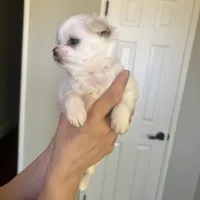 Charlie, a male Chihuahua for sale in Riverside, CA – Photo 9 of 10