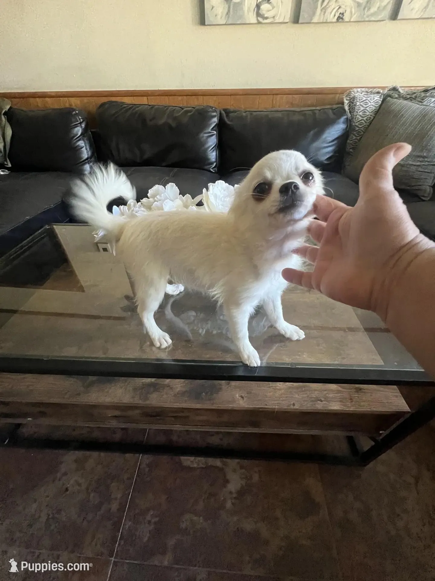 Charlie, a male Chihuahua for sale in Riverside, CA – Photo 5 of 8