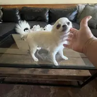 Charlie, a male Chihuahua for sale in Riverside, CA – Photo 1 of 10