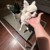 Charlie, a male Chihuahua for sale in Riverside, CA – Photo 10 of 10