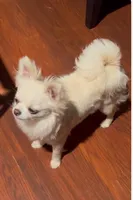 Charlie, a male Chihuahua for sale in Riverside, CA – Photo 8 of 8