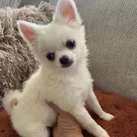 Charlie, a male Chihuahua for sale in Riverside, CA – Photo 7 of 10