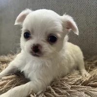 Charlie, a male Chihuahua for sale in Riverside, CA – Photo 6 of 10