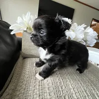 Valentino, a male Chihuahua for sale in Riverside, CA – Photo 4 of 8