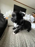 Valentino, a male Chihuahua for sale in Riverside, CA – Photo 1 of 5