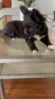 Valentino, a male Chihuahua for sale in Riverside, CA – 2 of 10