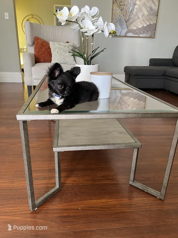 Valentino – Chihuahua puppy for sale in Riverside, CA