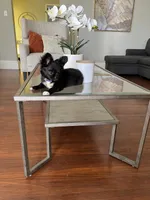 Valentino, a male Chihuahua for sale in Riverside, CA – Photo 2 of 8