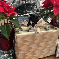 Valentino, a male Chihuahua for sale in Riverside, CA – Photo 8 of 8