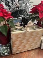 Valentino, a male Chihuahua for sale in Riverside, CA – Photo 5 of 5