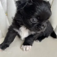 Valentino, a male Chihuahua for sale in Riverside, CA – Photo 5 of 8