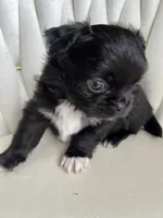 Valentino, a male Chihuahua for sale in Riverside, CA – Photo 4 of 5