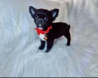 Valentino, a male Chihuahua for sale in Riverside, CA – Photo 1 of 8