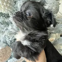 Valentino, a male Chihuahua for sale in Riverside, CA – Photo 6 of 8