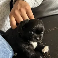 Valentino, a male Chihuahua for sale in Riverside, CA – Photo 3 of 8