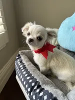 Bruno, a male Chihuahua for sale in Riverside, CA – 5 of 7