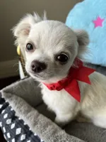 Bruno, a male Chihuahua for sale in Riverside, CA – 6 of 7