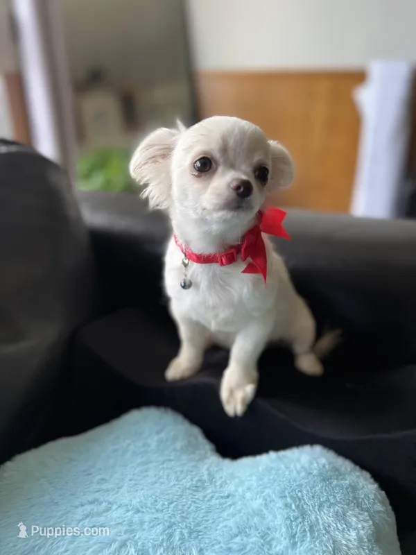 Bruno – Chihuahua puppy for sale in Riverside, CA