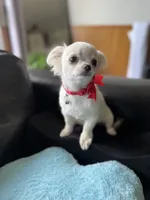 Bruno, a male Chihuahua for sale in Riverside, CA – 1 of 7